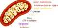 Structure of mitochondrion